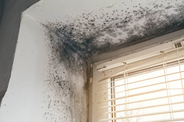 Affordable Mold Removal solutions in Roanoke, TX