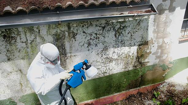 Top rated local Mold Removal specialists in Roanoke, TX